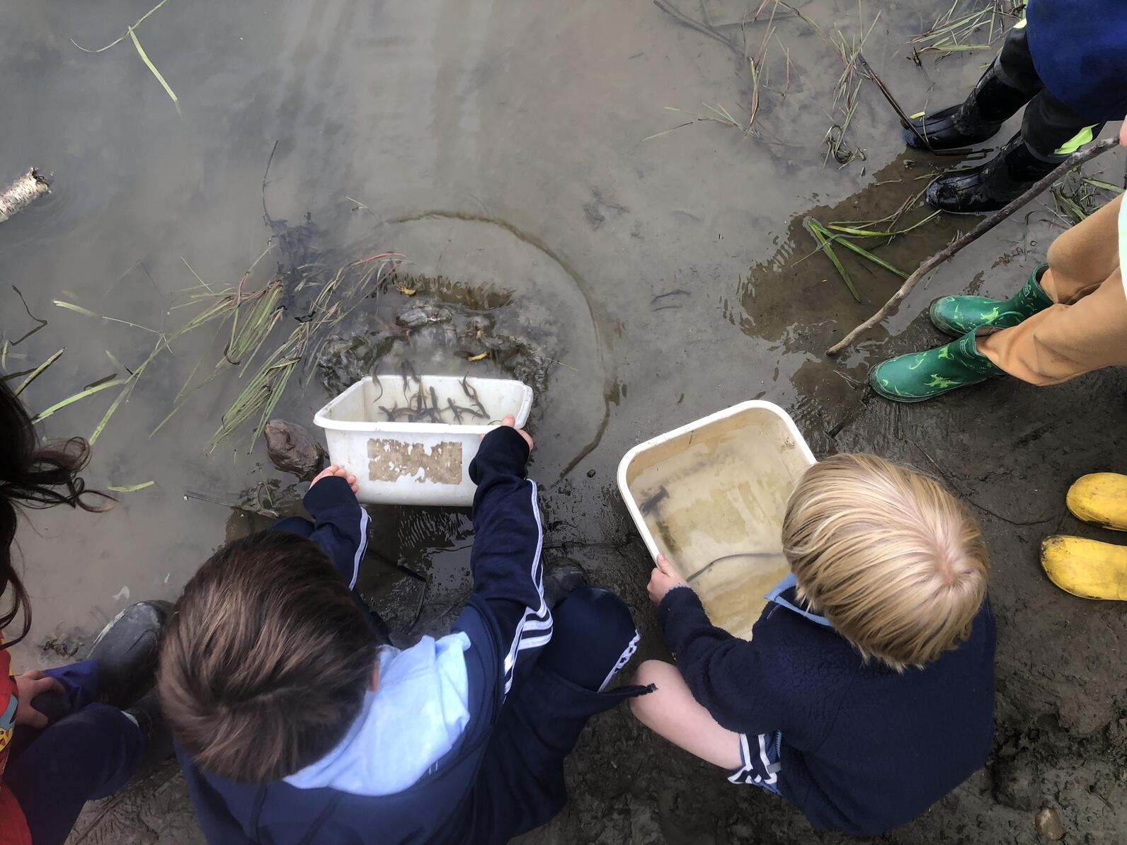 In a view from above several children are visible standing and kneeling in the bus at the edge of a pond, Two children in the center hold plastic bins. The one on the left tips his towards the water releasing many salamanders