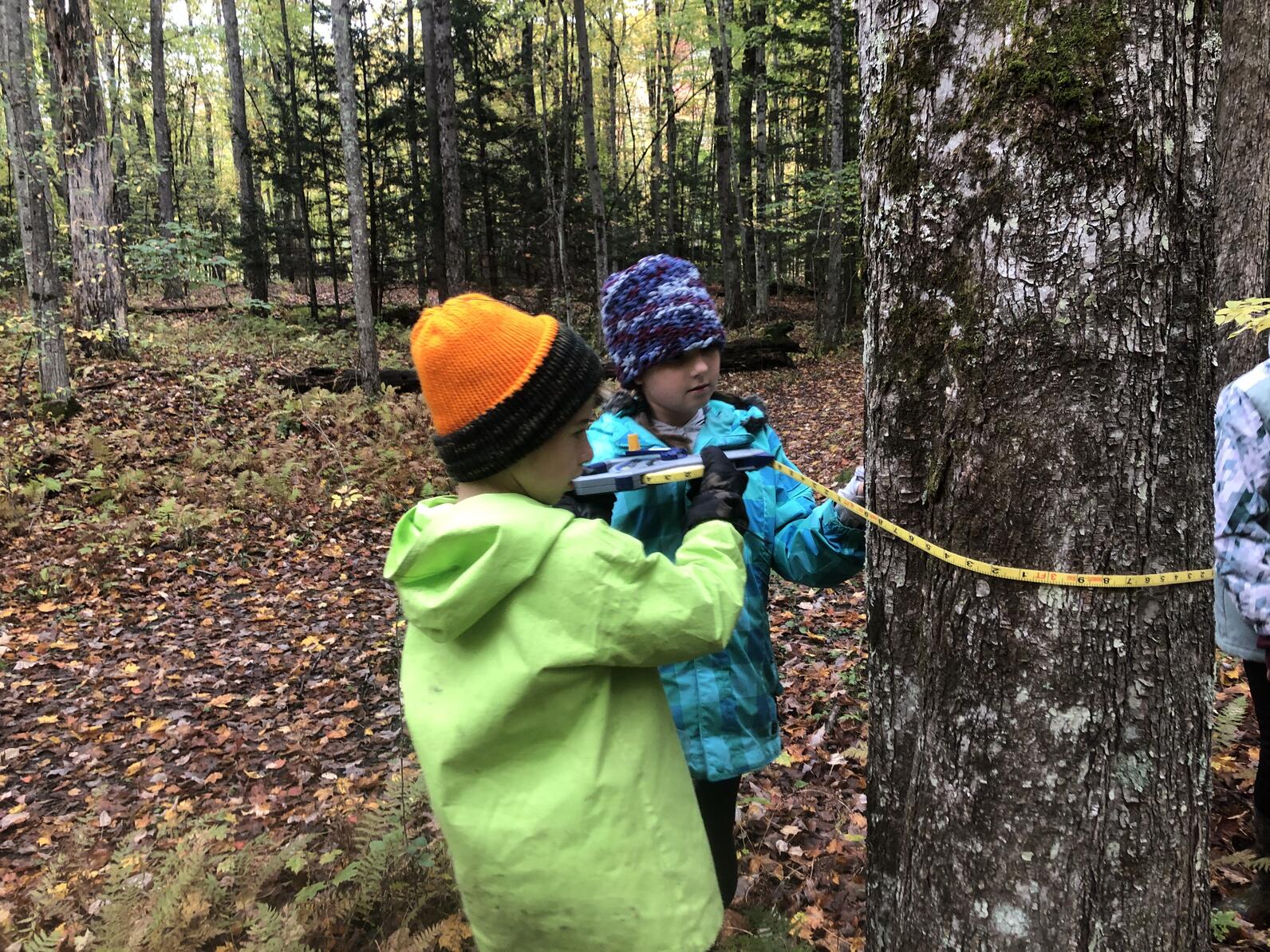 Two kids wearing coats and hats measuring the circumference of a tree in a forest with a tape measure.