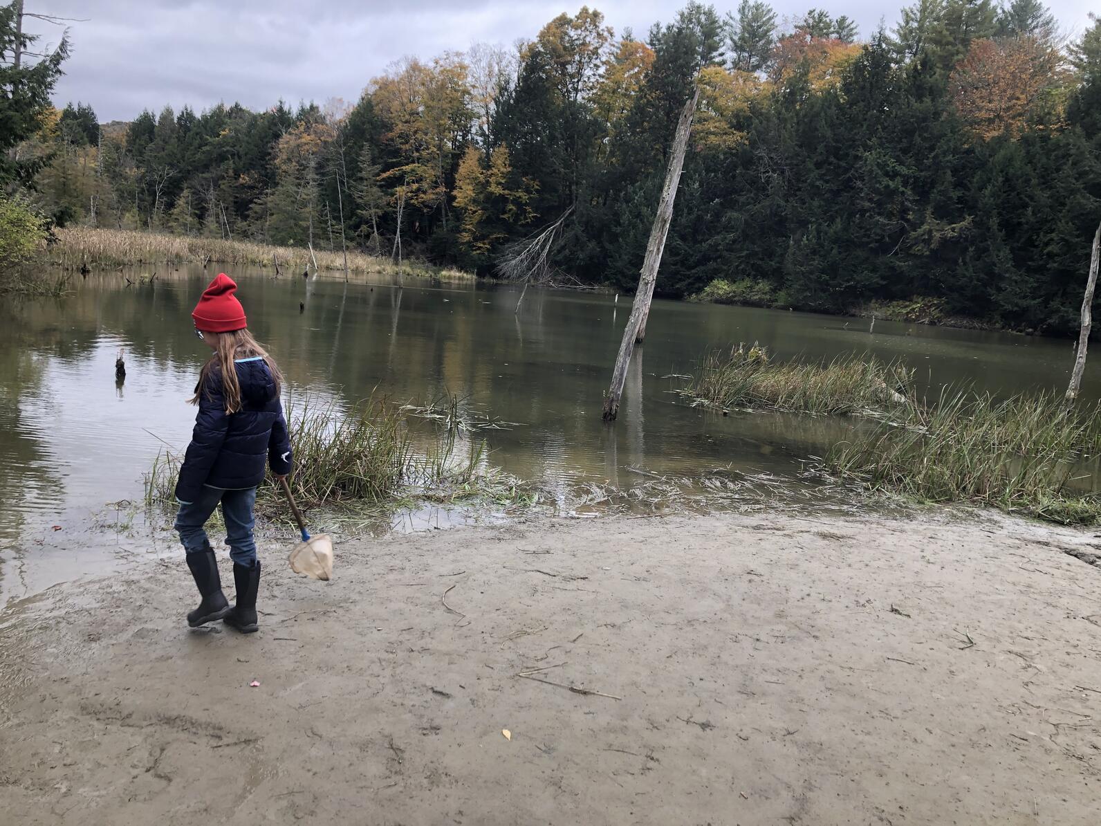 Child with a red hat walks in the mud at the edge of a pond carrying a net and looking into the pond