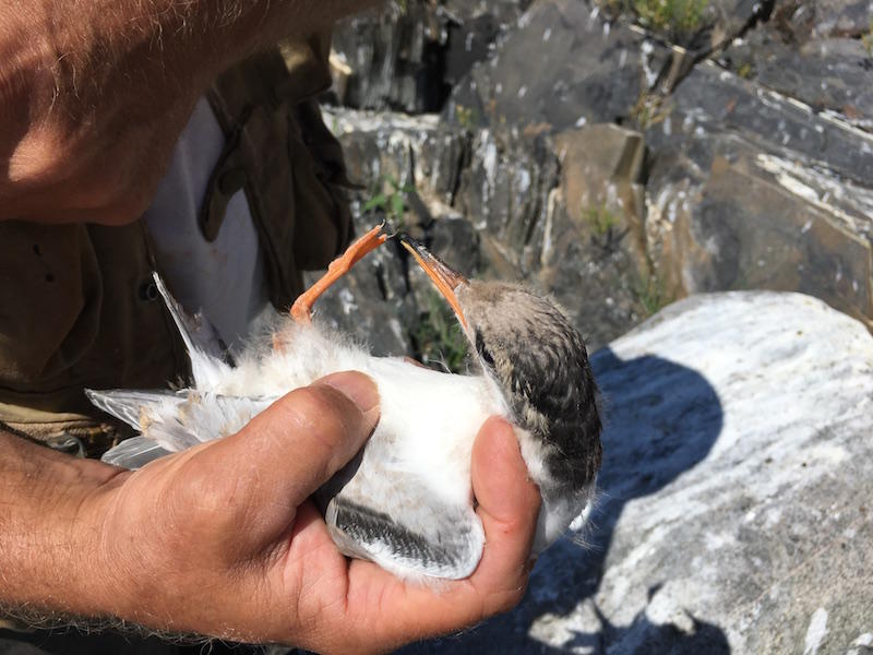 A juvenile tern is examined and banded