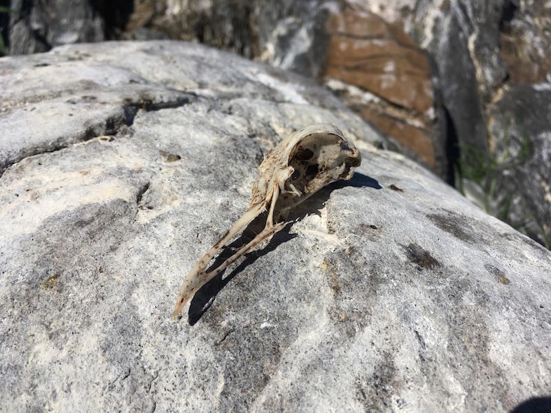 The undisturbed skull of a mature Common Tern