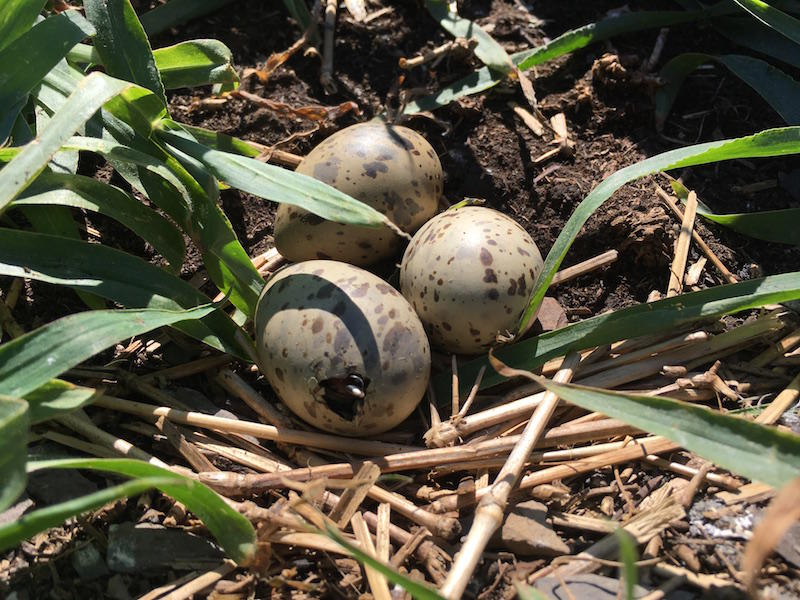 A peep - a chick just starting to emerge from its egg.