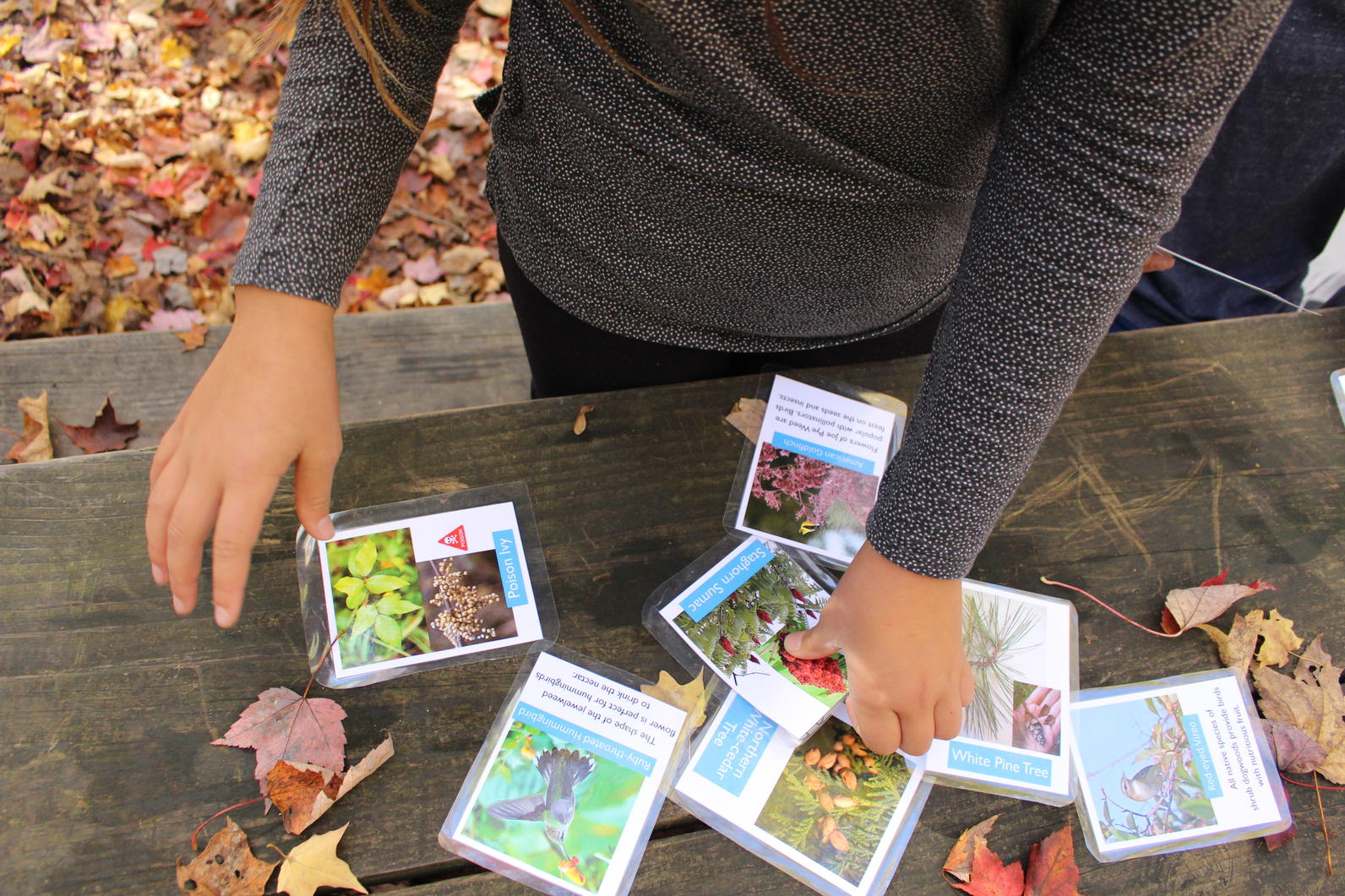 Plants for Birds Cards