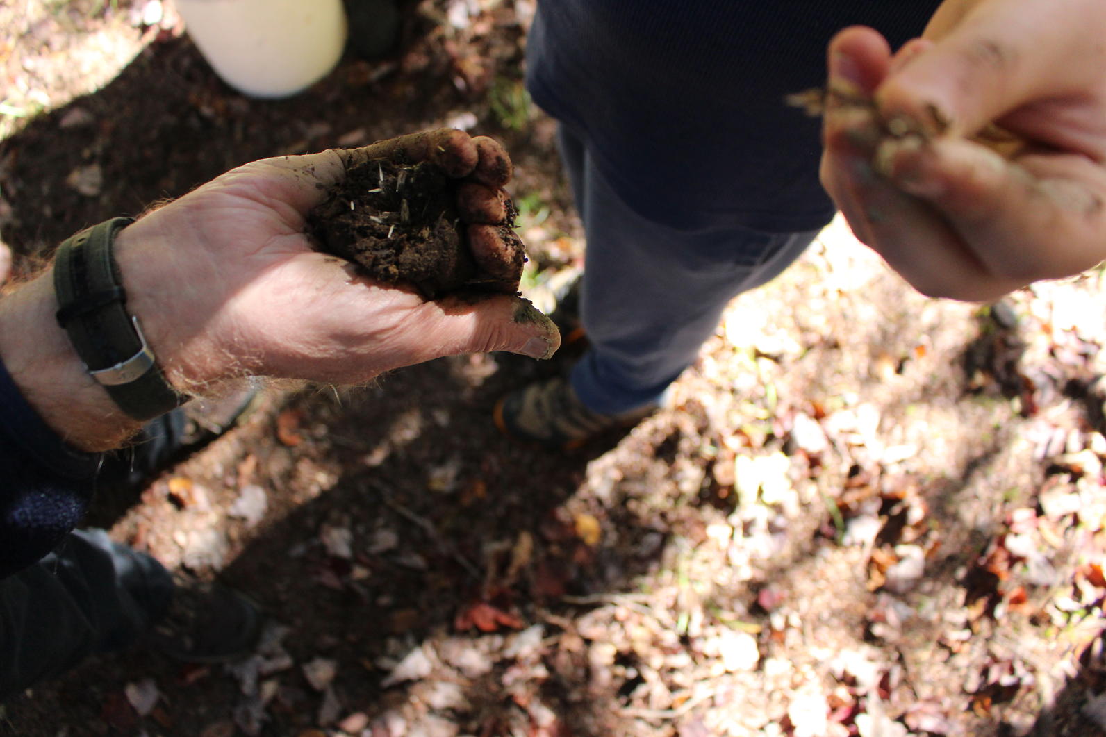 Native Plant Seed Bomb