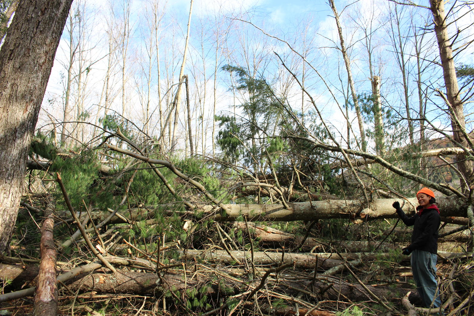 Wind Storm Recovery_Audubon Vermont Wind Storm Recovery_Audubon Vermont