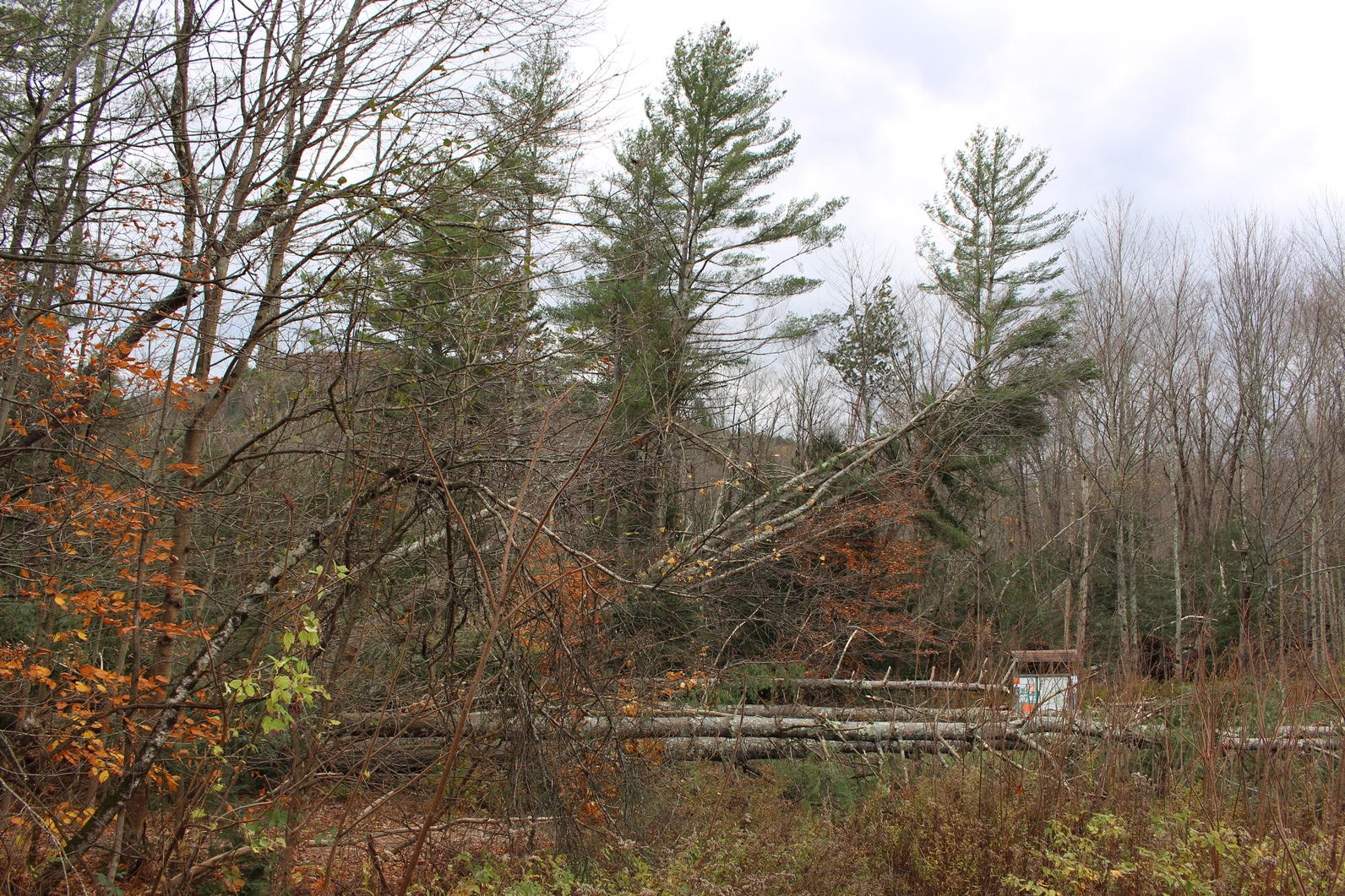 Wind Storm Recovery_Audubon Vermont