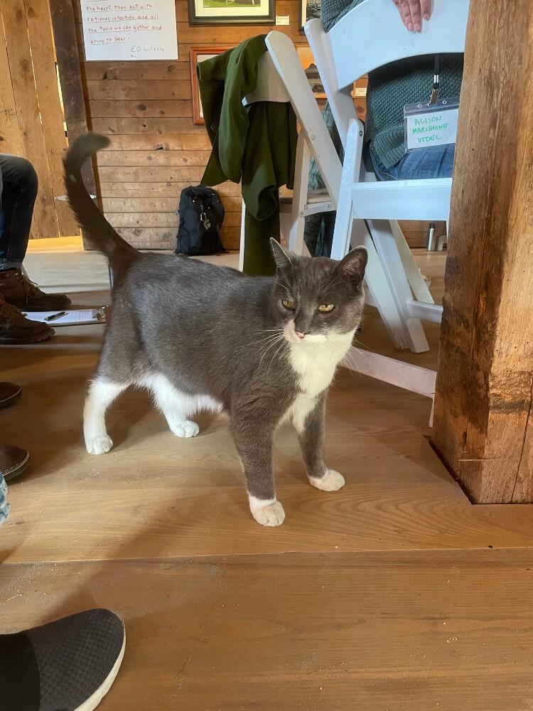 A gray and white cat standing in front of seated guests, looking for attention. 