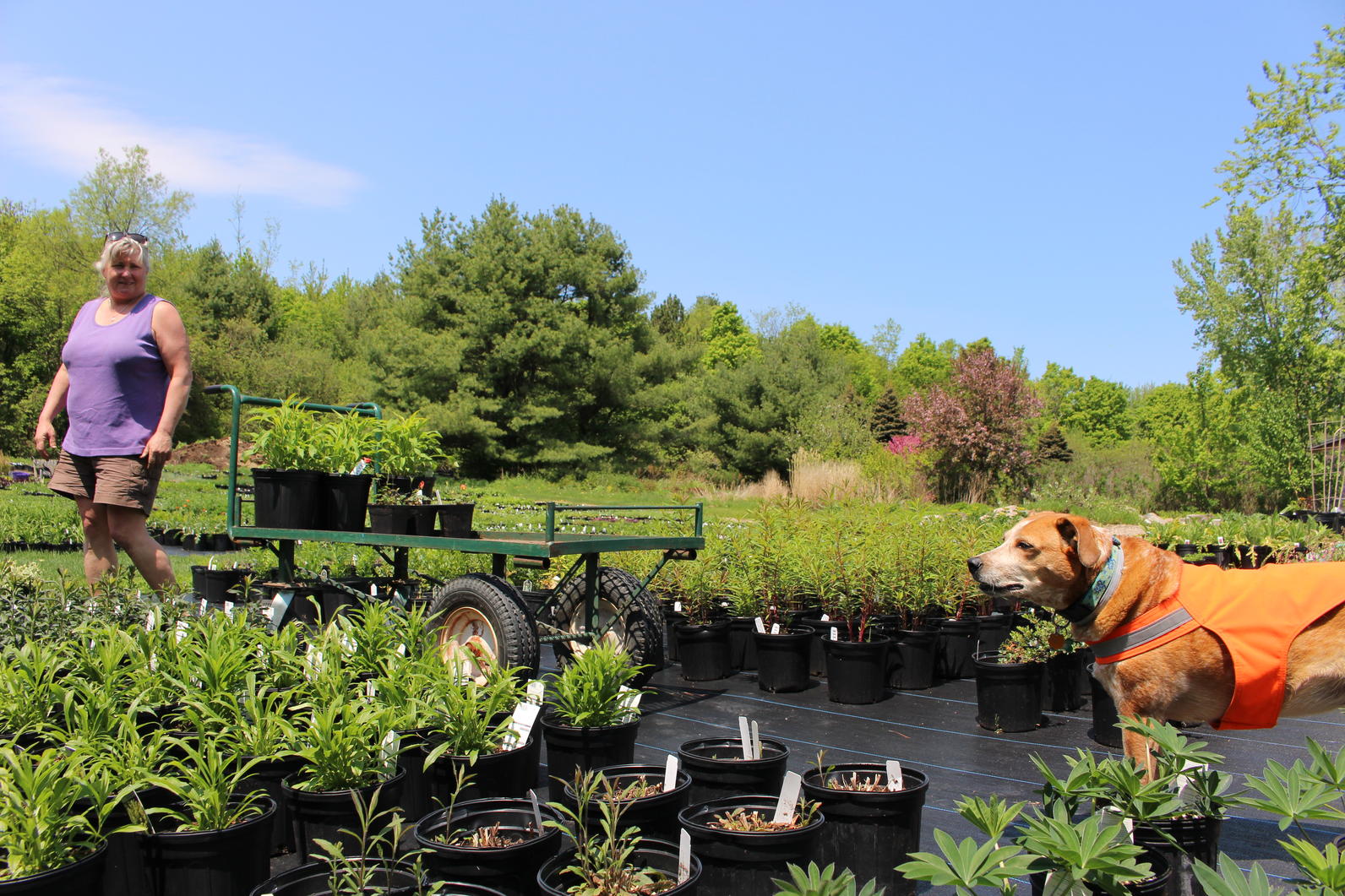 Plants for Birds Full Circle Gardens