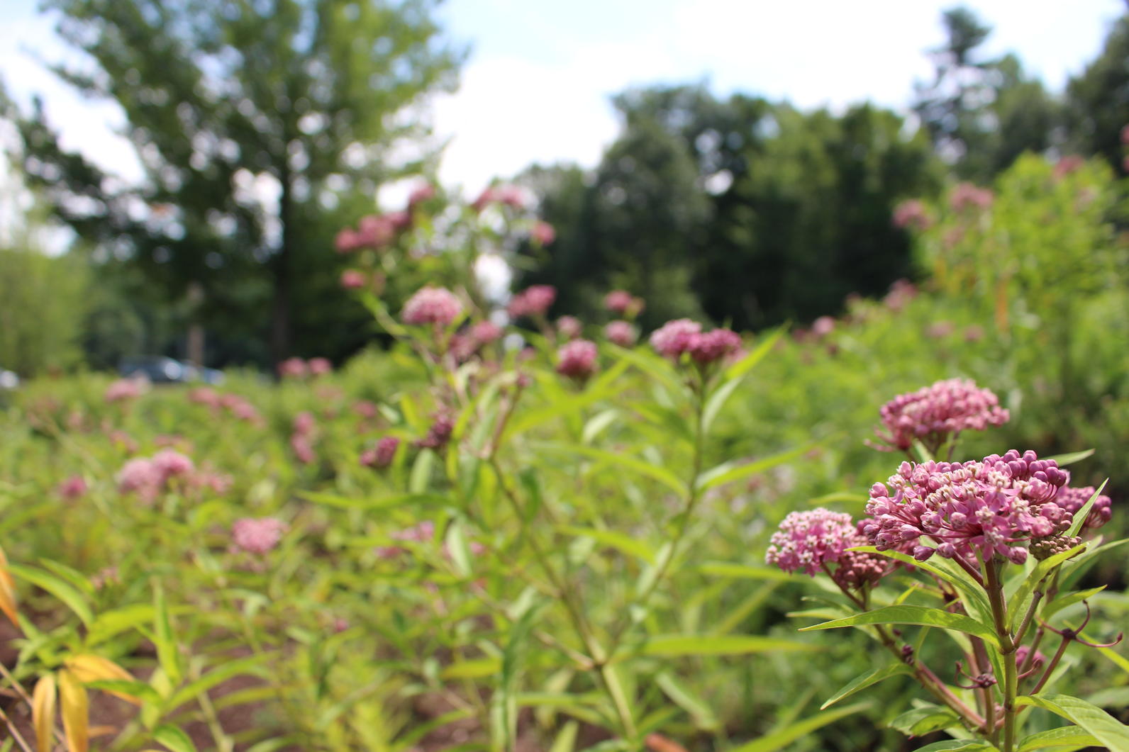 Plants for Birds: Burlington - Leddy Park