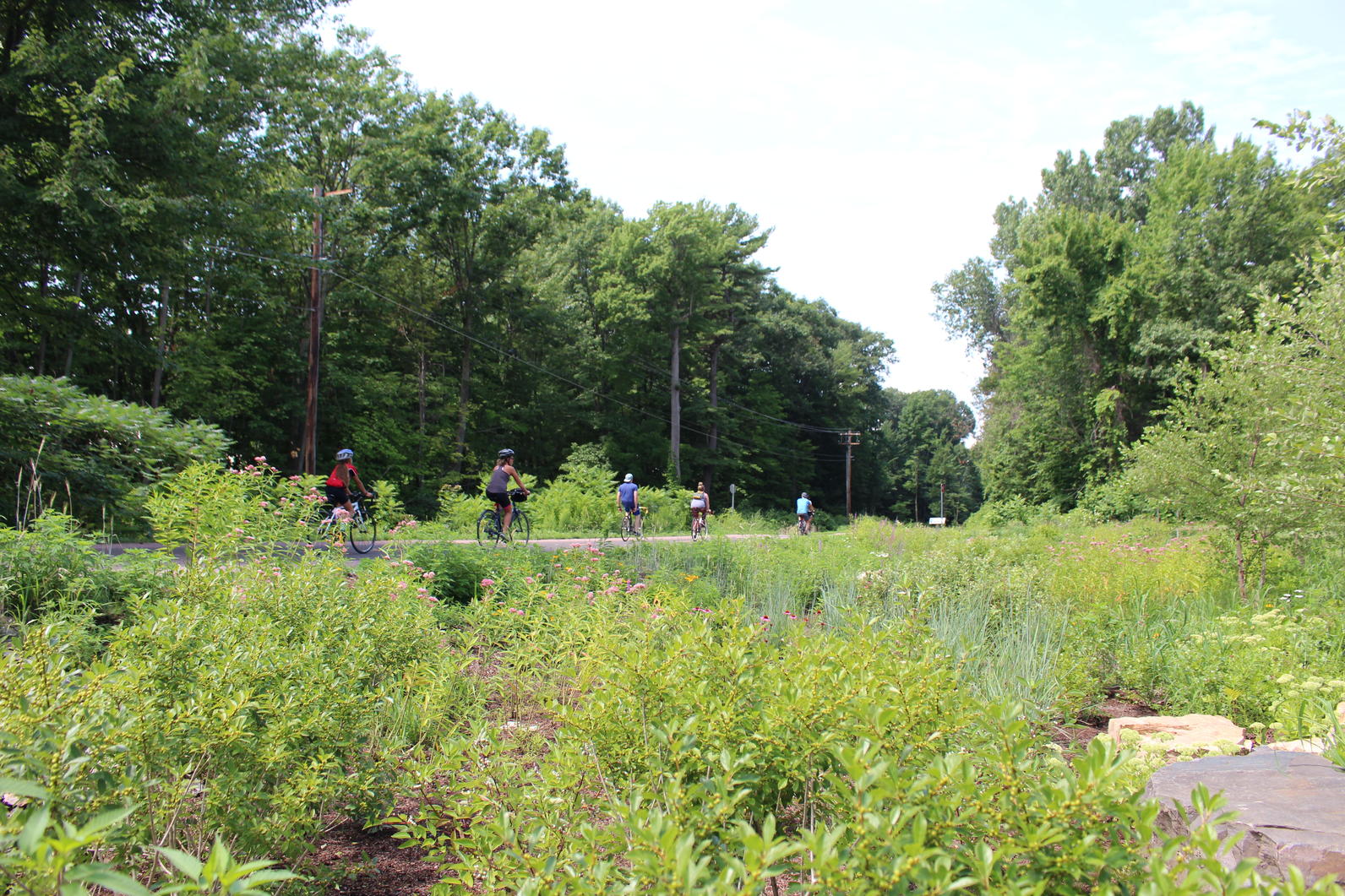 Plants for Birds: Burlington - Leddy Park