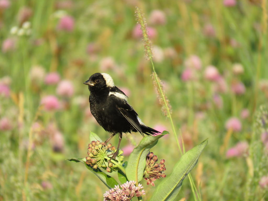 A male Bobolink rests on a milkweed plant.