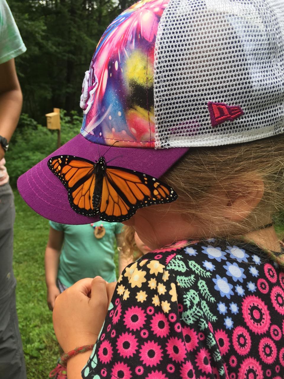 Butterfly on Hat camp