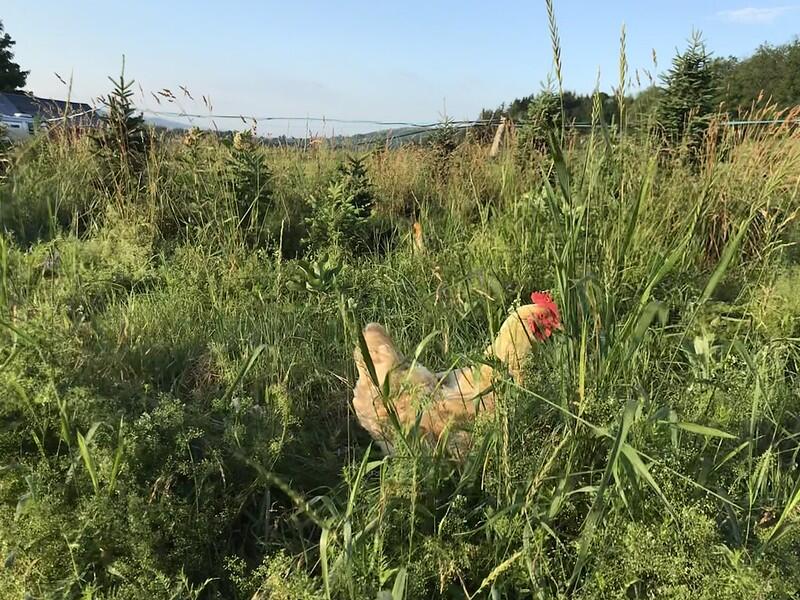 A free-range egg-laying hen follows us on the first part of our survey. 