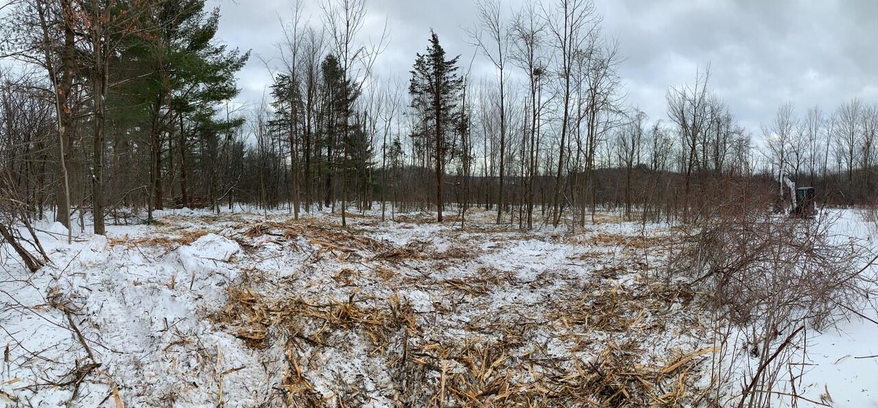 Invasive shrubs, immediately post-management. Invasive shrubs, immediately post-management.