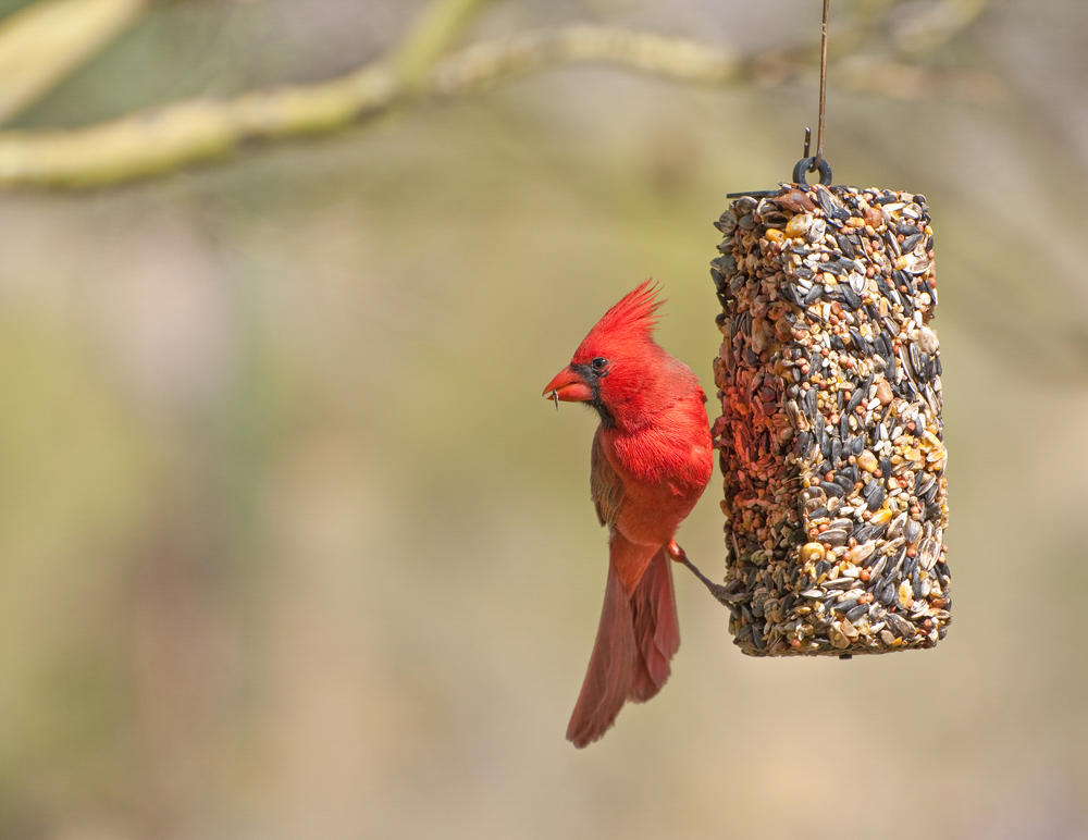No Northern Cardinal