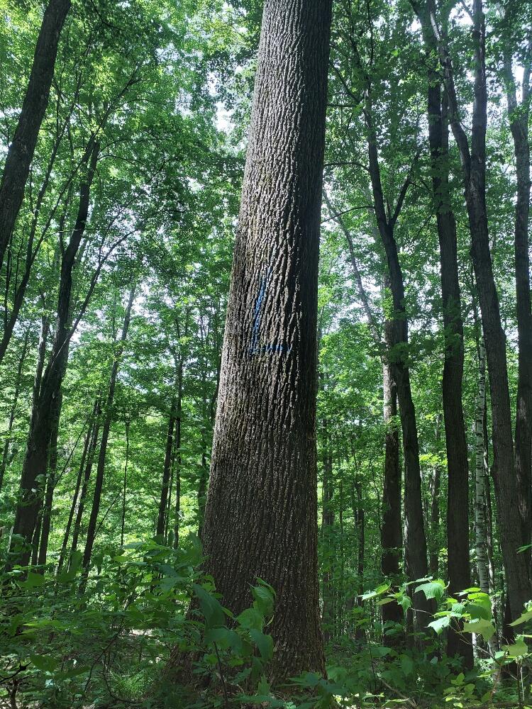 A photo of a tree in the middle of a green forest. The trunk of the tree is marked in spray paint with a large blue "L"