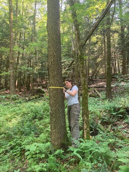 Lizzie measuring a Hophornbeam’s diameter 