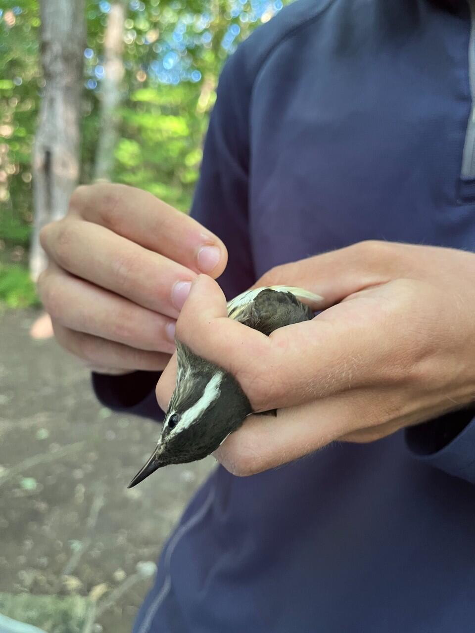 Conservation Intern Thomas Patti bands and collects data on a Louisiana Waterthrush. 