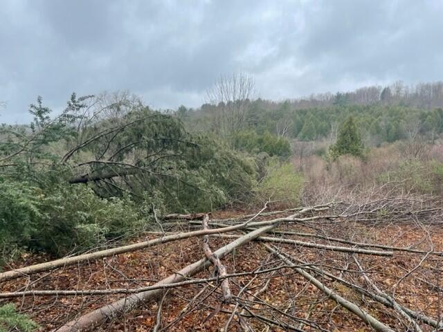 view of trees lying down after being cut view of trees lying down after being cut
