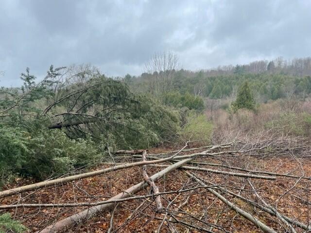 view of trees lying down after being cut