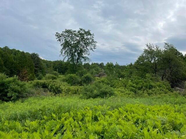 A springtime view of trees, shrubs, and ferns