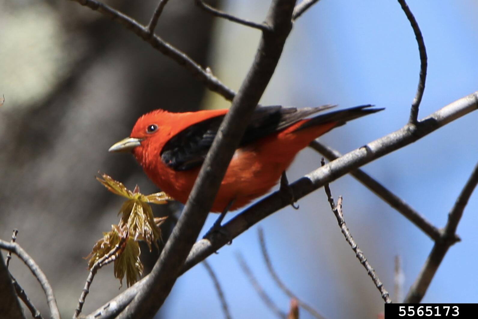 Male scarlet tanager