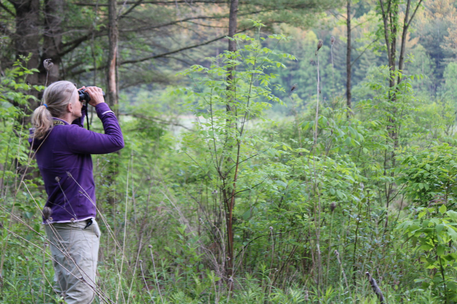 Bird monitoring. A female scientist monitors birds.