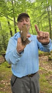 Mark LaBarr getting ready to release a Wood Thrush tagged at the Green Mountain Audubon Center.