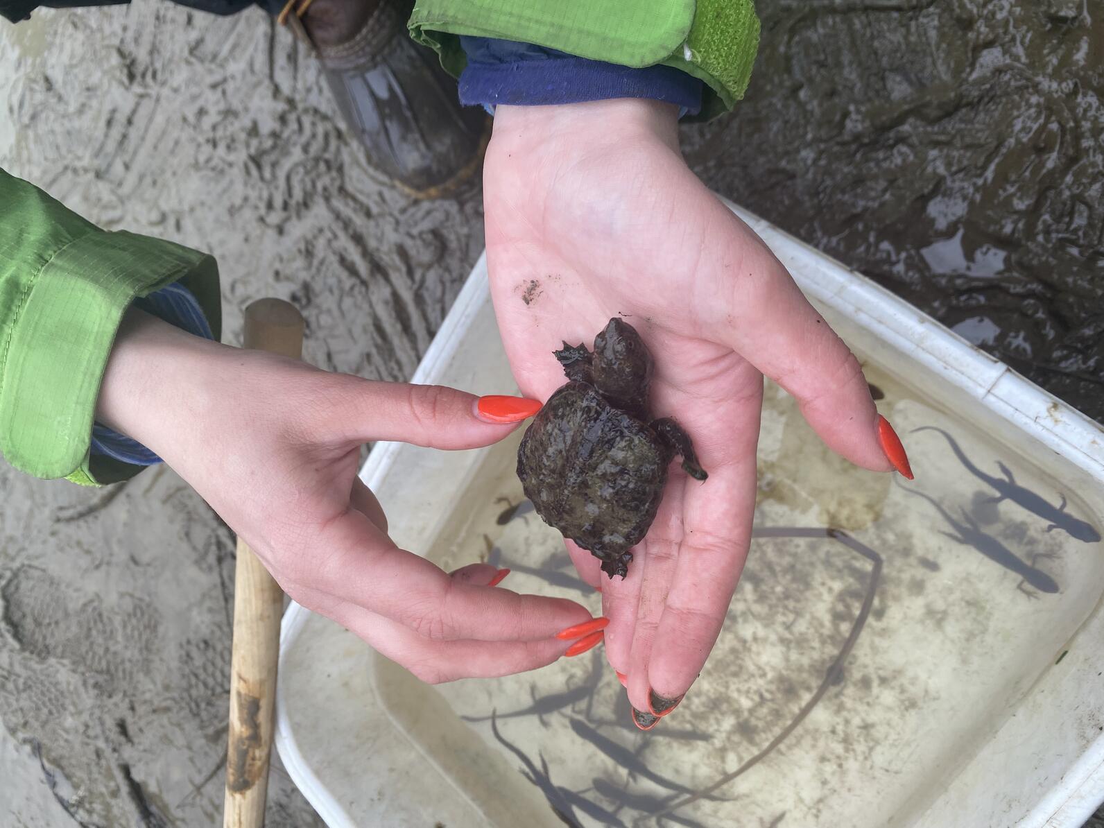 Holding a baby snapping turtle