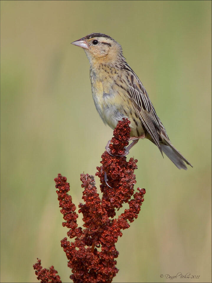 Female Bobolink Female Bobolink