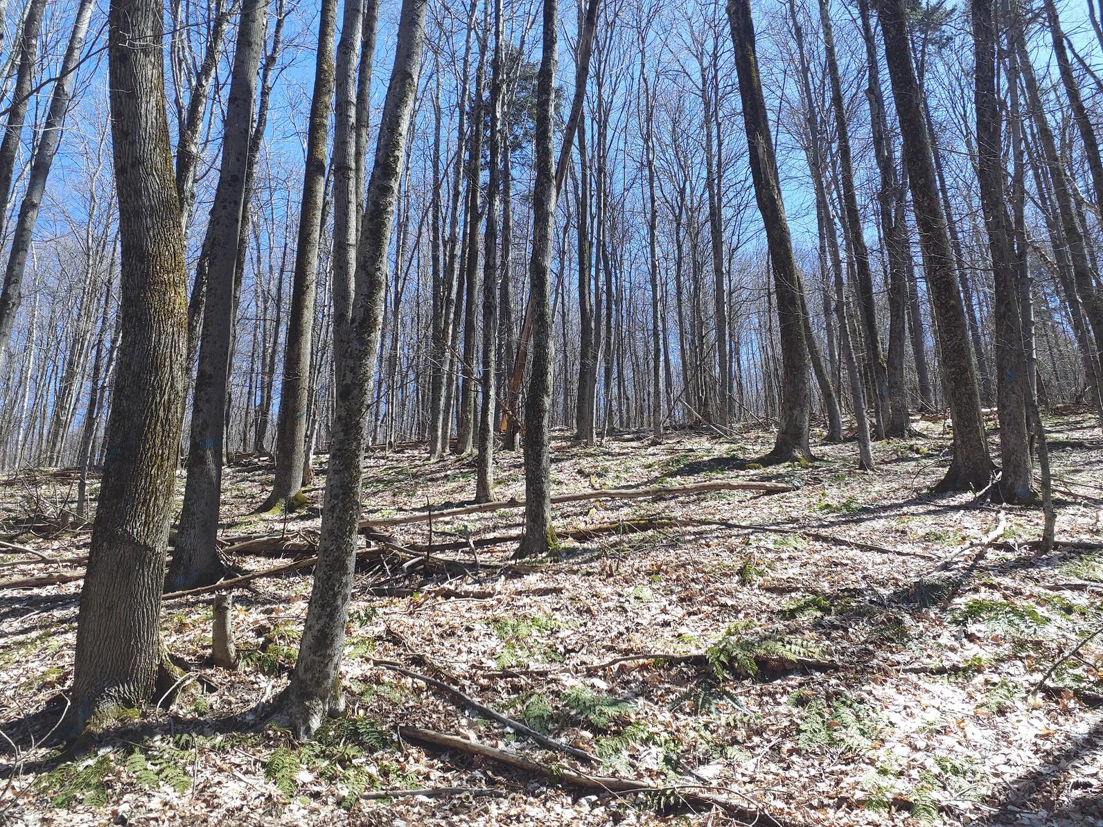 A photo of a forest in early fall. The trees trees are leafless. Their trunks and skinny and spaced closely together. 