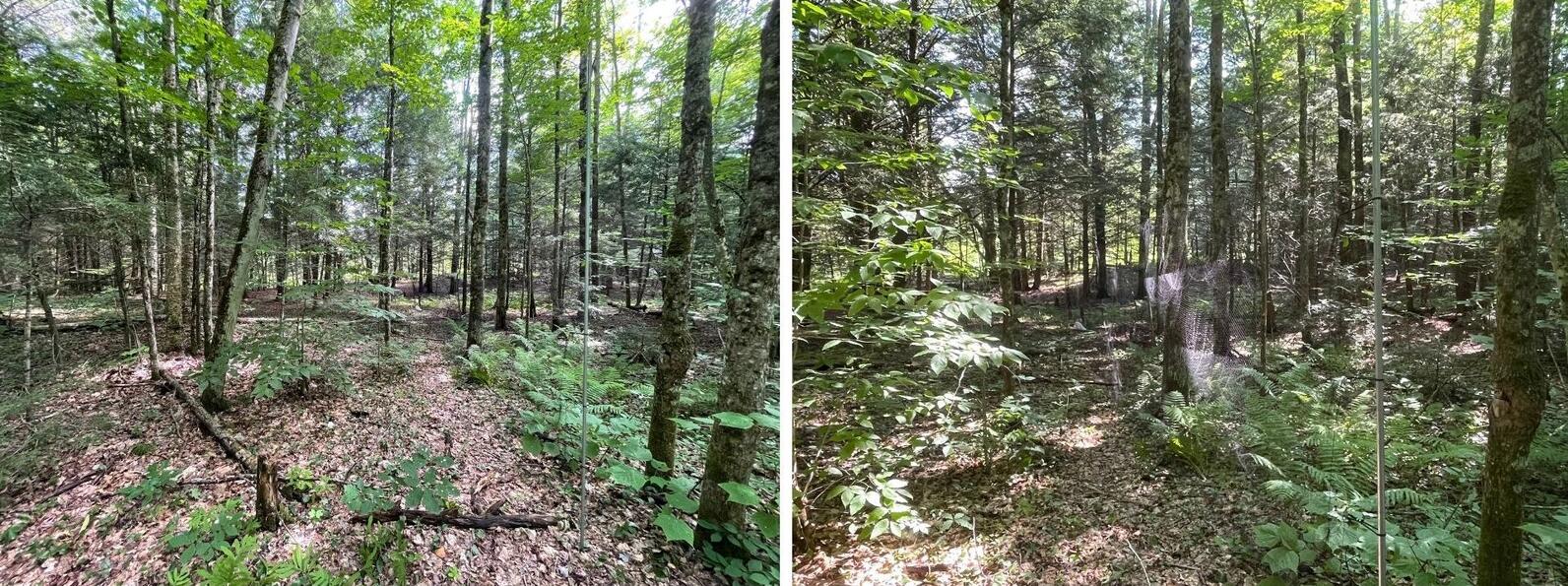 In the lefthand photo, a mist net is barely visible; against a forest background, only the net’s two metal poles can be seen. In the righthand photo, a patch of sunlight catches the mist net, making it more visible. 