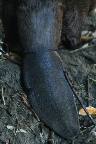 Close up photo of a beaver's tail
