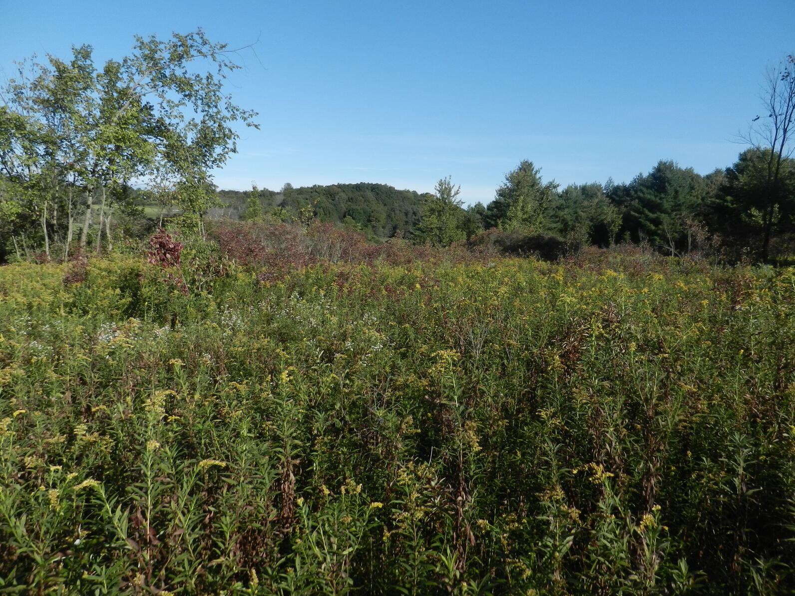 Shrubland invasive species management following summer regrowth.