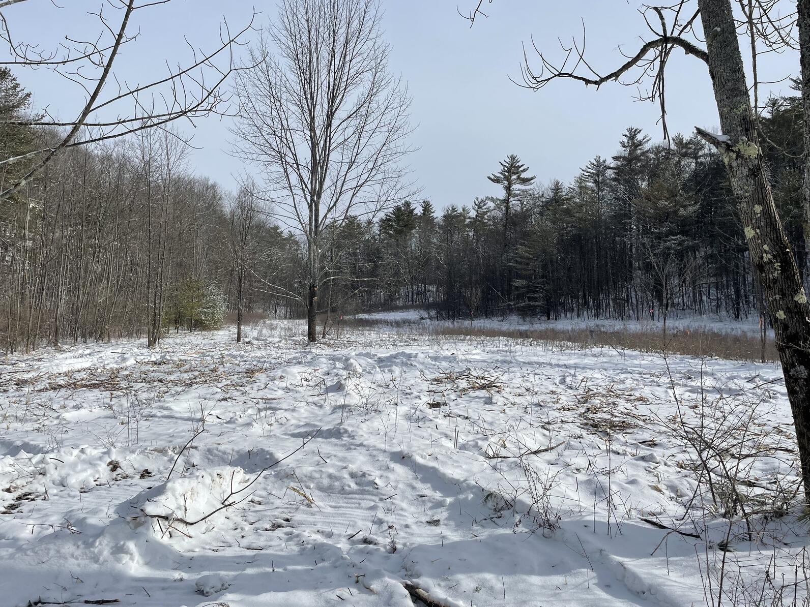 Snowy field showing sparse shrubs and trees