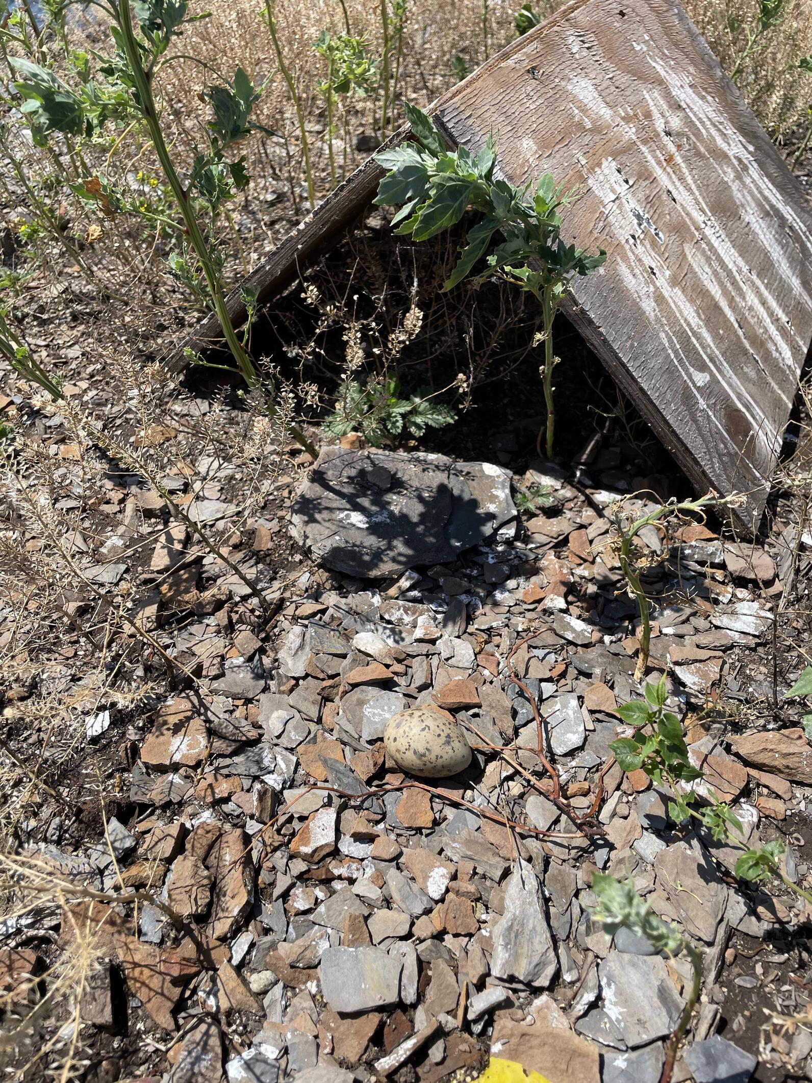 Common Tern nest and shelter