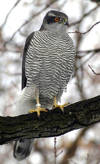 Northern Goshawk Northern Goshawk