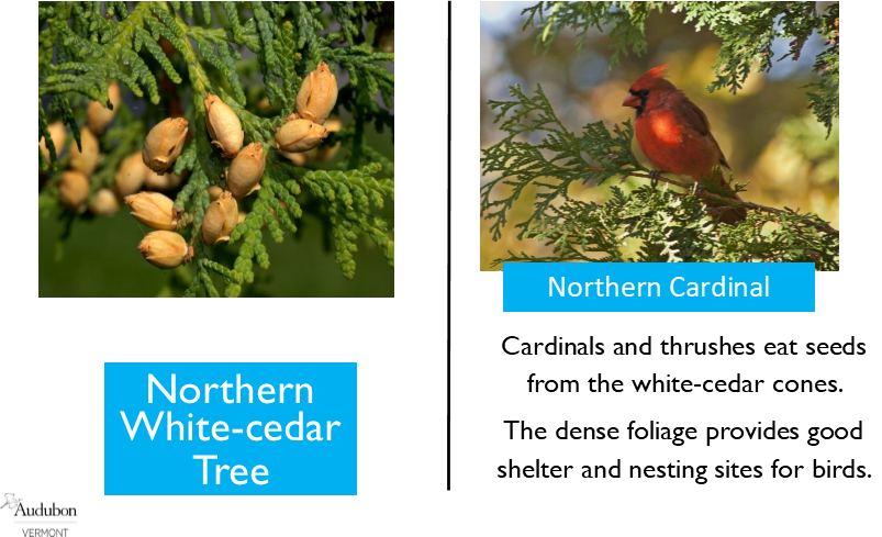 Northern White-Cedar and Northern Cardinal