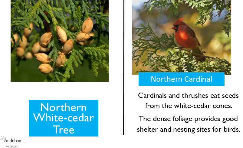 Northern White-Cedar and Northern Cardinal Northern White-Cedar and Northern Cardinal