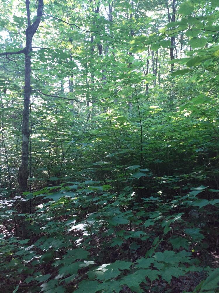 A photo of a green summer forest with rich growth in the understory. 