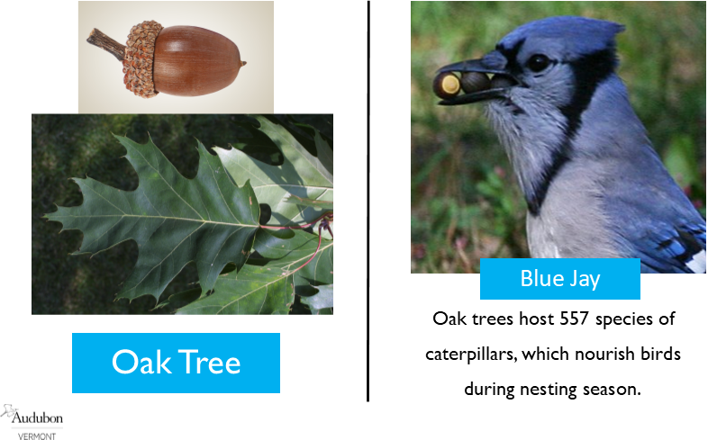 Red Oak and Blue Jay Red Oak and Blue Jay