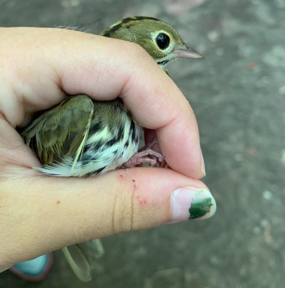 A young Ovenbird is gently held in a "bander’s grip."