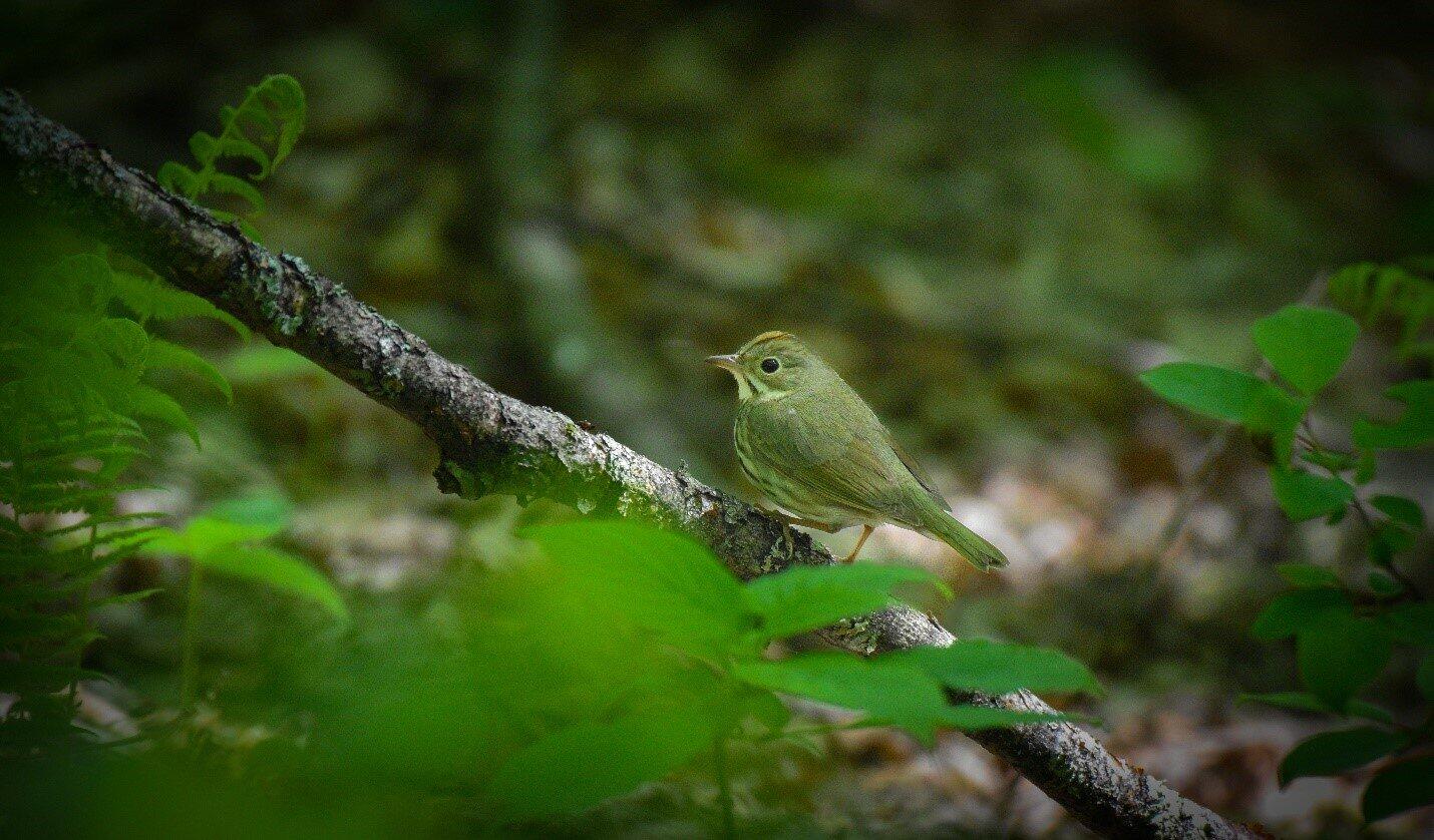 An Ovenbird in the forest understory. An Ovenbird in the forest understory.