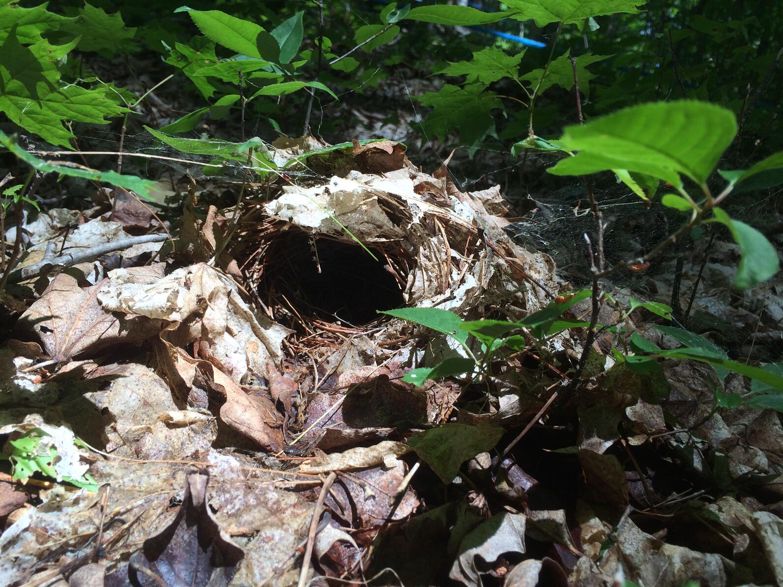 An Ovenbird nest - a well-camouflaged leafy construction on the forest floor. 