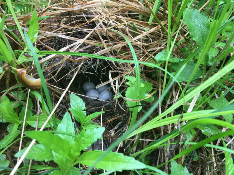 Ovenbird nest Ovenbird nest
