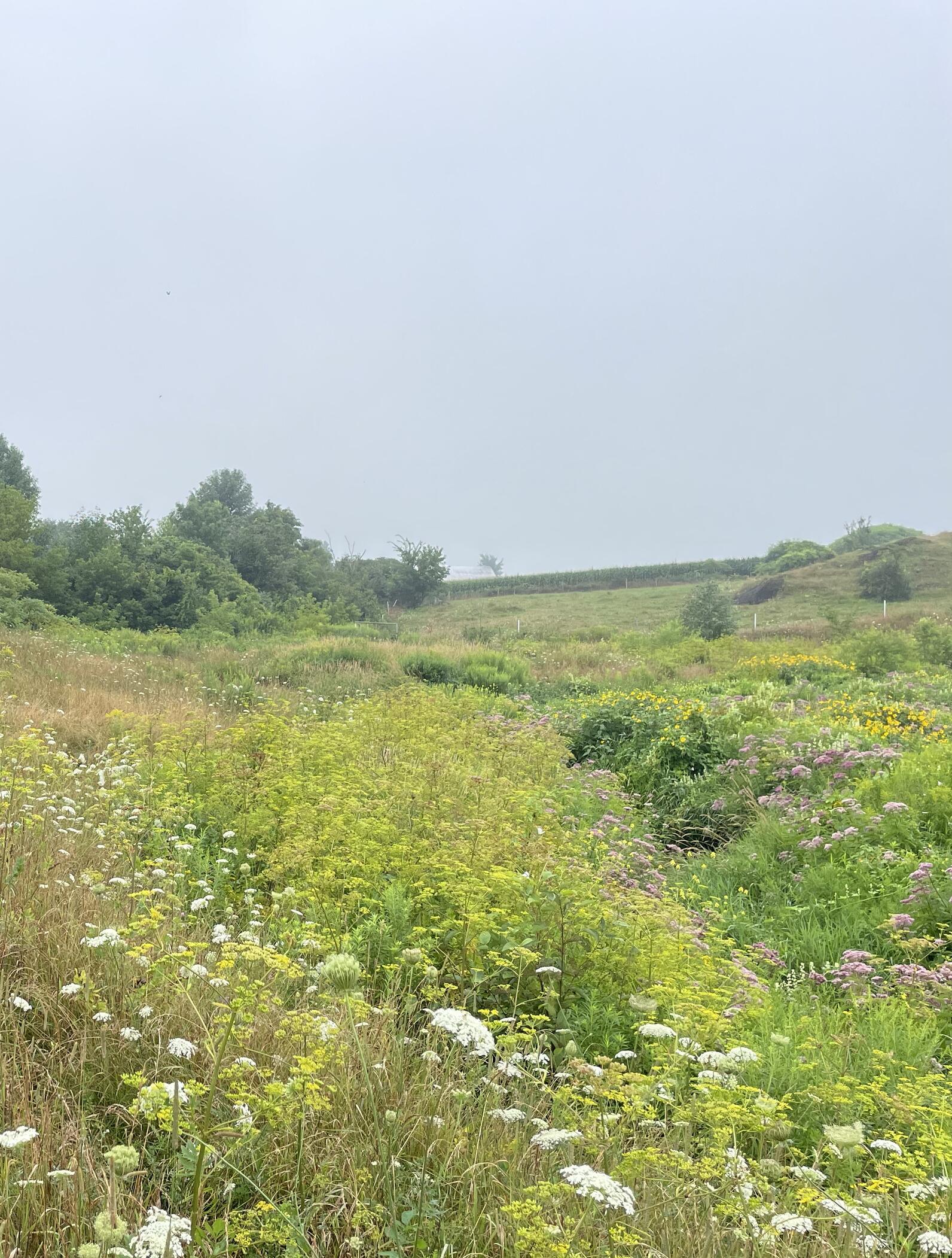 A field showing wild parsnip as the dominant vegetation