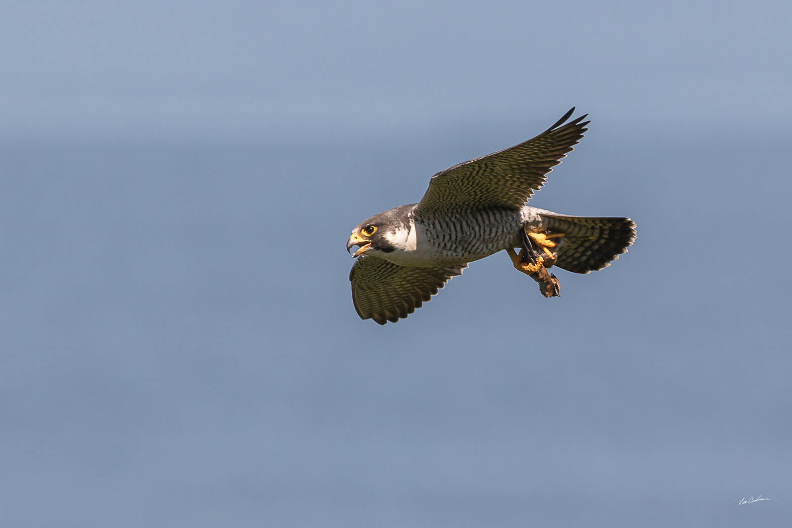 Peregrine Falcon in flight.