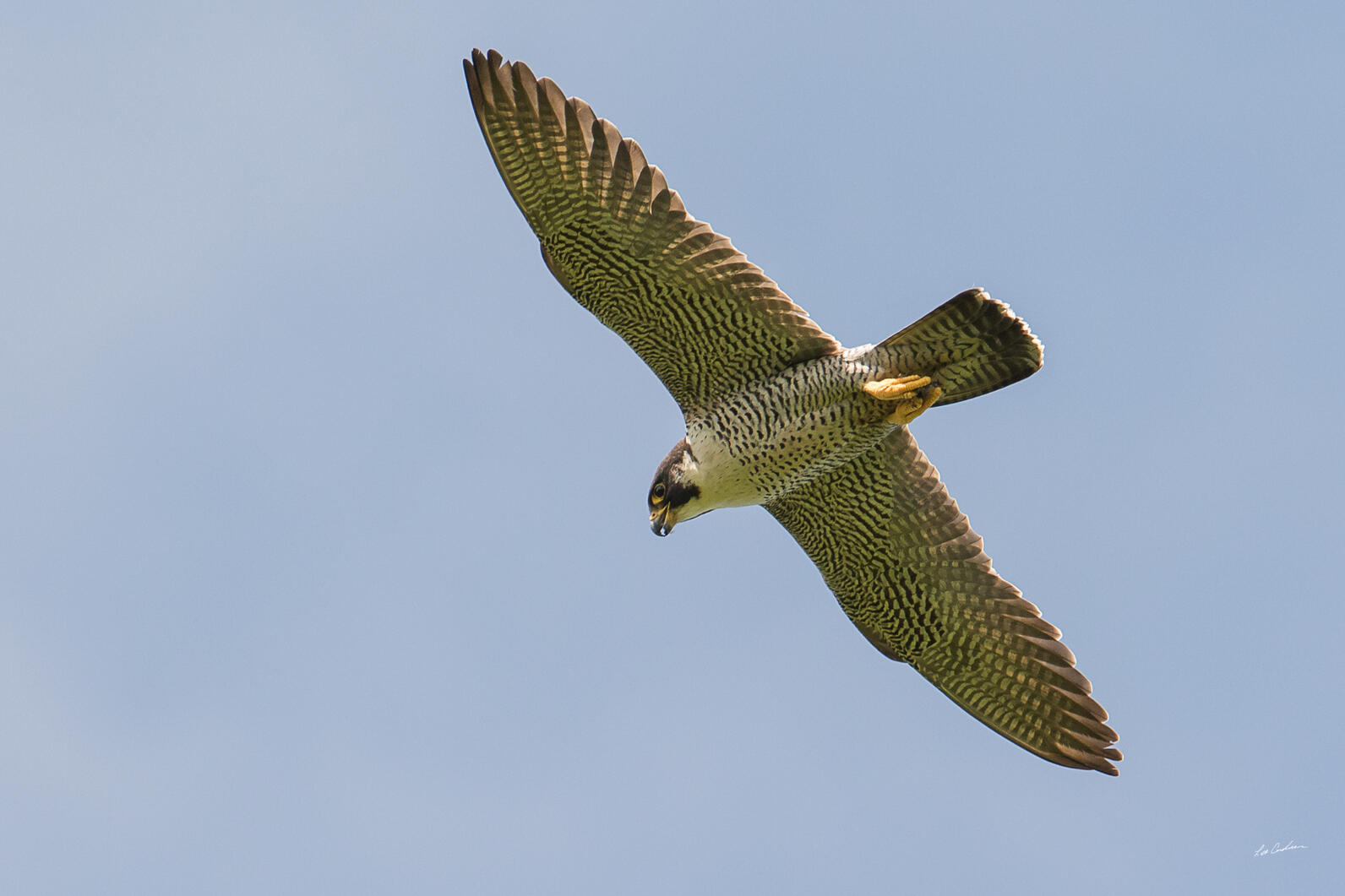 Peregrine Falcon in flight.