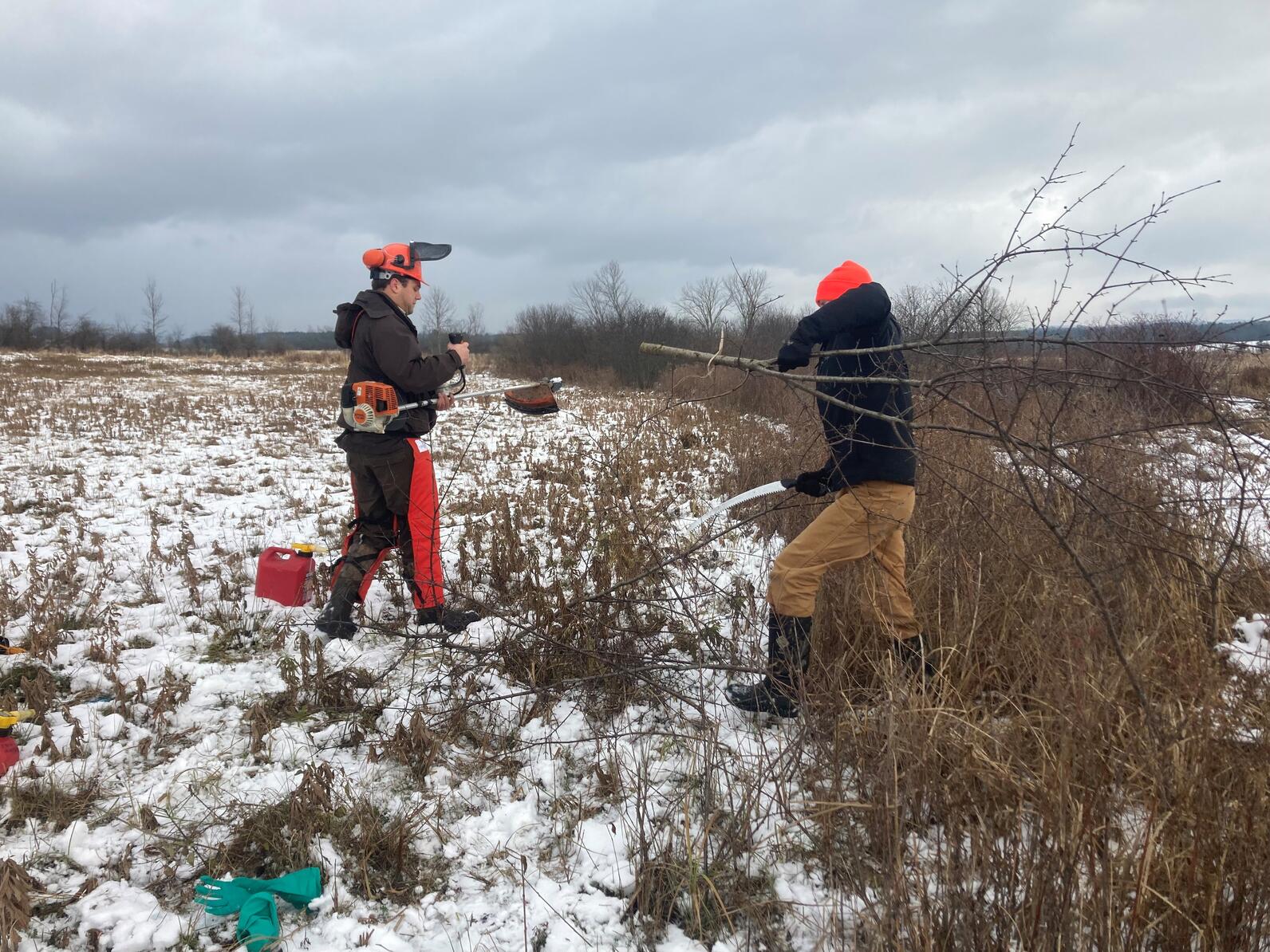 Invasive shrub removal at Philo Ridge Farm. 