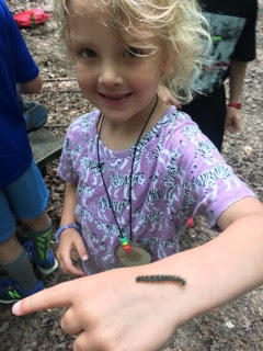 Caterpillar ecology camp 